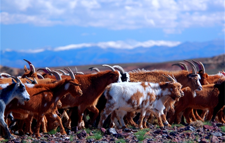 Goats in Gobi.JPG